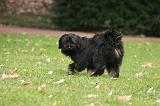 TERRIER DU TIBET 396